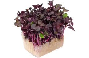 Sakura cress single